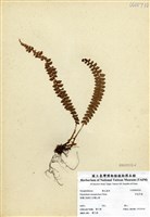 藏品(芽苞耳蕨)的圖片